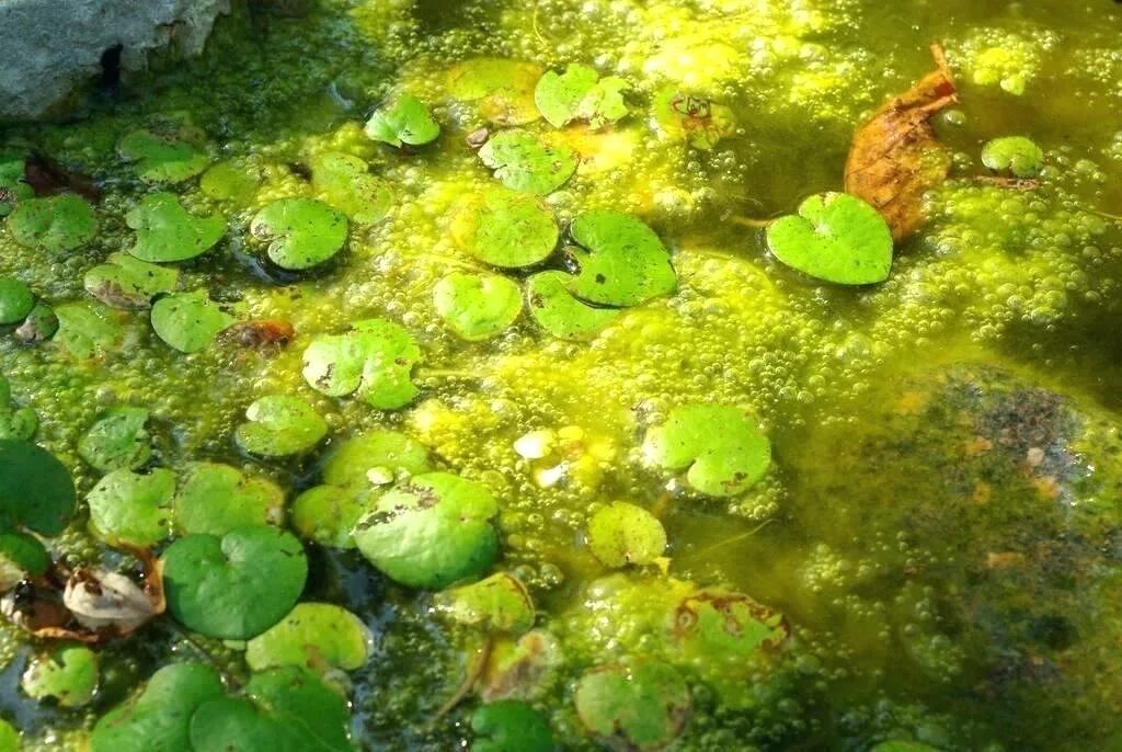 Водоросли цветут. Хламидомонада в пруду. Уруть Прудовая. Зелёные водоросли гидрофиты?. Хламидомонада цветение воды.