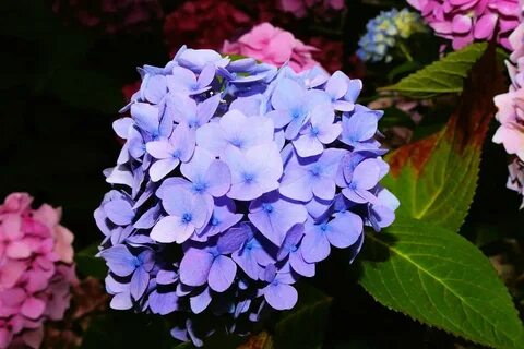 К чему снится большая красивая