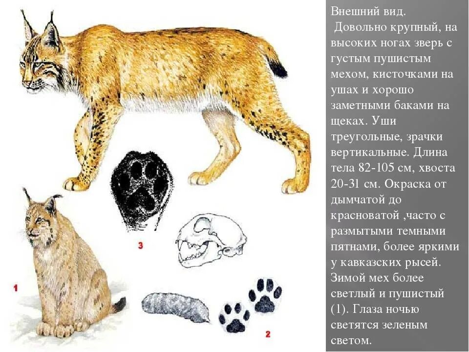 На каком материке живет рысь. Внешнее описание рыси. Животные по типу рыси. Строение рыси обыкновенной. Внешнее строение рыси.