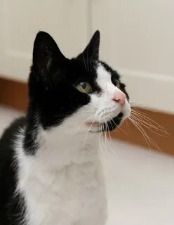 Her cat