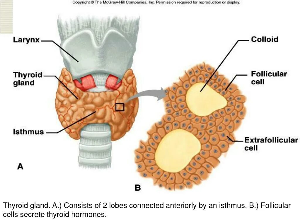 Тироциты щитовидной железы. Интерфолликулярные островки. Neoplasm on the Ear membrane.