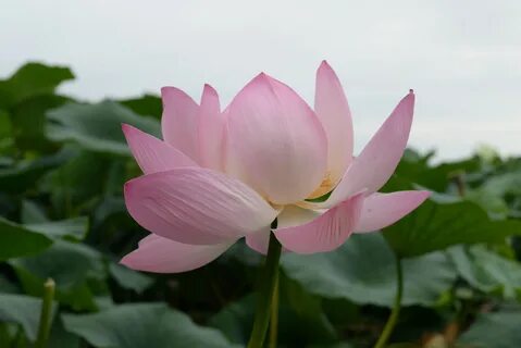 Лотос считается