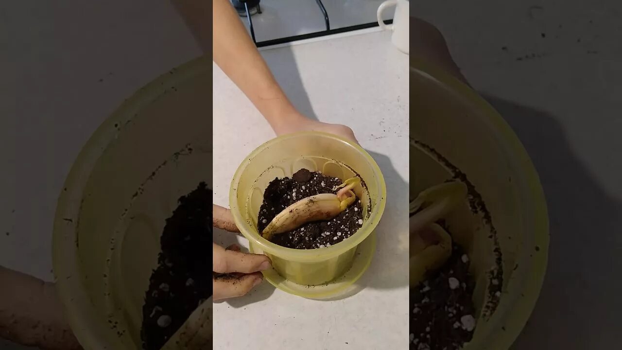 Манго посадка из косточки фото Как вырастить дерево из косточки