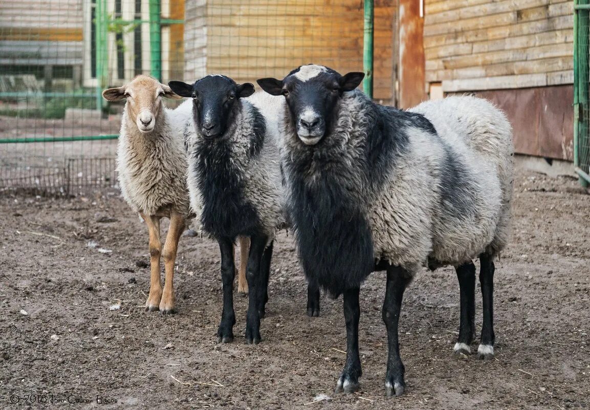 Авито породы овец. Кучугуровская порода овец. Романовские овцы. Романовская порода овец. Рязанские баран.