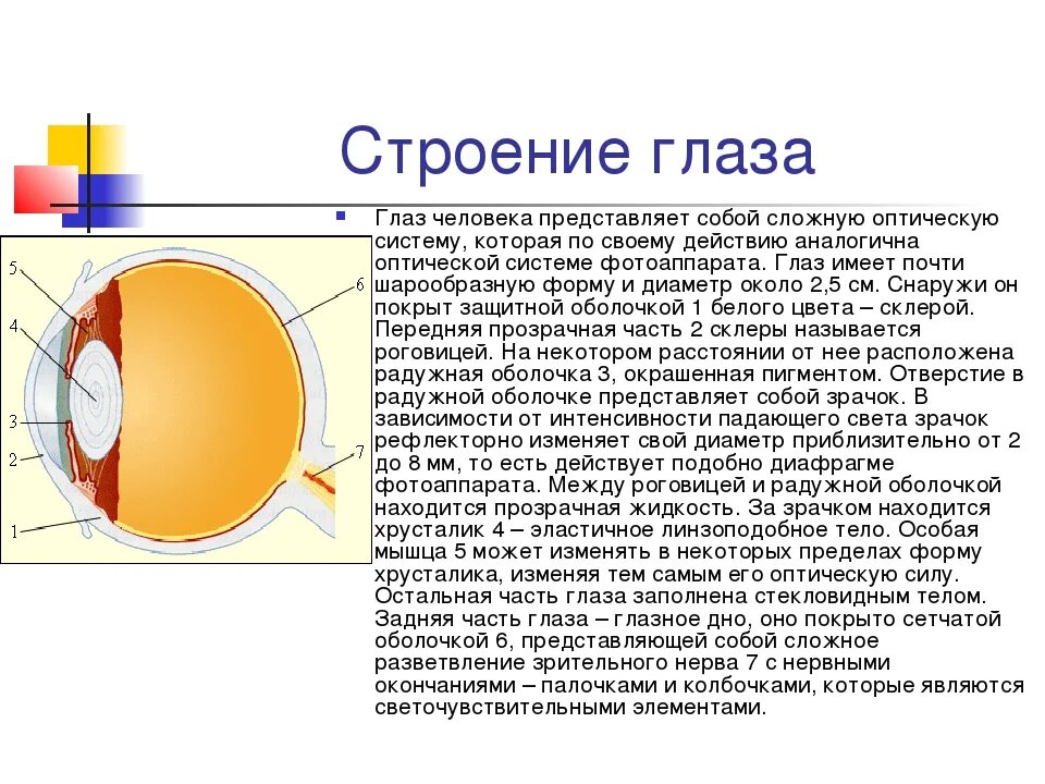 Оптическая система глаза строение глаза физика. Строение глаза анатомия кратко. Строение глаза человека кратко. Система строения глаза.