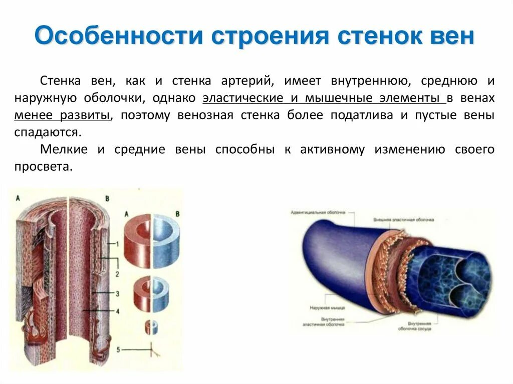 Стенки артерий и вен имеют. Структура стенки венозного сосуда. Вена строение стенки. Строение стенки вены анатомия. Строение стенки венозного сосуда.