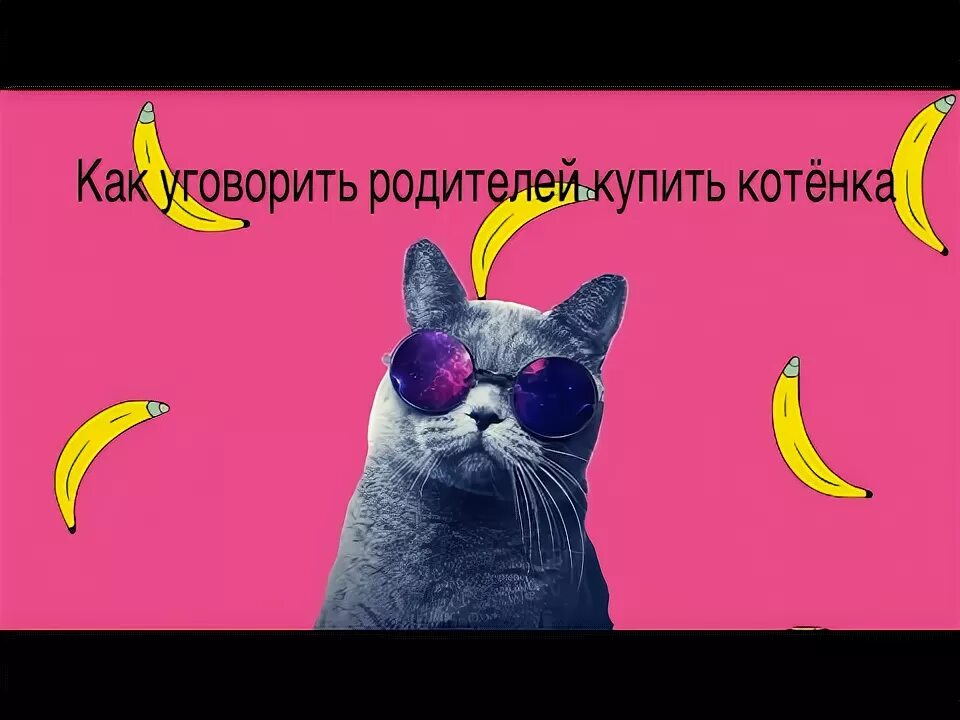 Как уговорить купить котенка