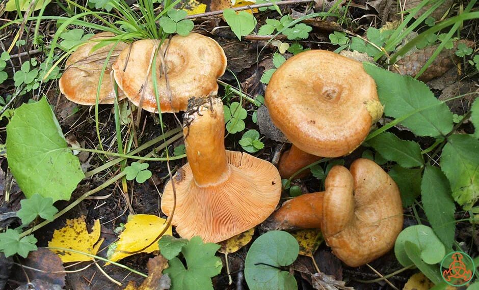 Рыжики грибы. Грибы осень, рыжики. Сосновый Бор рыжики. Желтые рыжики грибы. Желтые рыжики