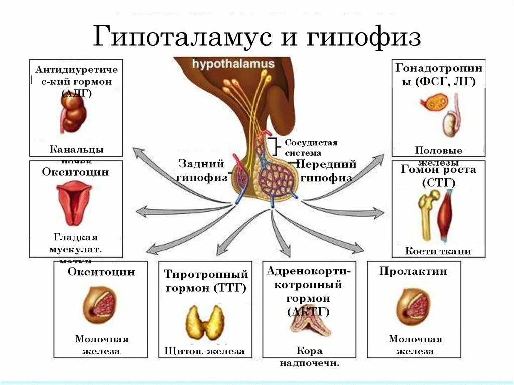 Гипофиза половых желез. Гормоны передней доли гипофиза схема. Гормоны гипофиза и гипоталамуса таблица. Схема действия гипоталамо-гипофизарной системы гормоны. Эндокринные железы ЕГЭ гормоны.