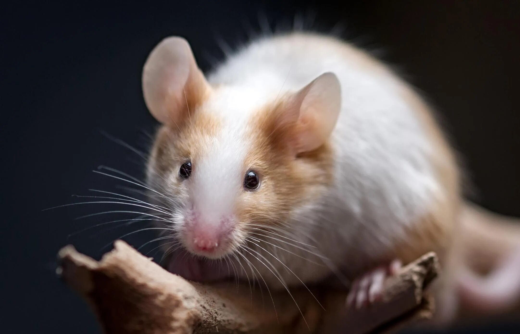 Mouse looking