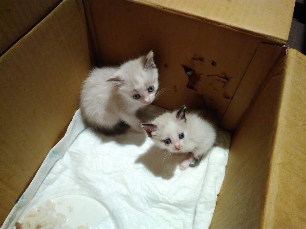 Котята в коробке. Маленькие котята в коробке. Бездомные котята в коробке. Маленькие котята в приюте. Приют для кошек в нижнем