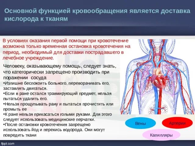 Функции кровообращения. Роль кровообращения в организме человека. Основные функции кровообращения. Наполнение артерий.