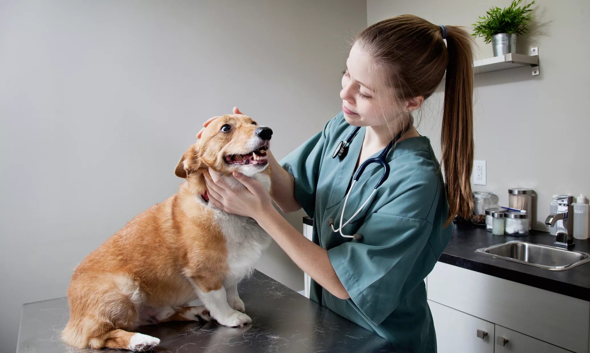 Профессии связанные с собаками для девушек. Ветеринар. Профессия связанная с собаками. Ветеринар с животными. Врач ветеринар.