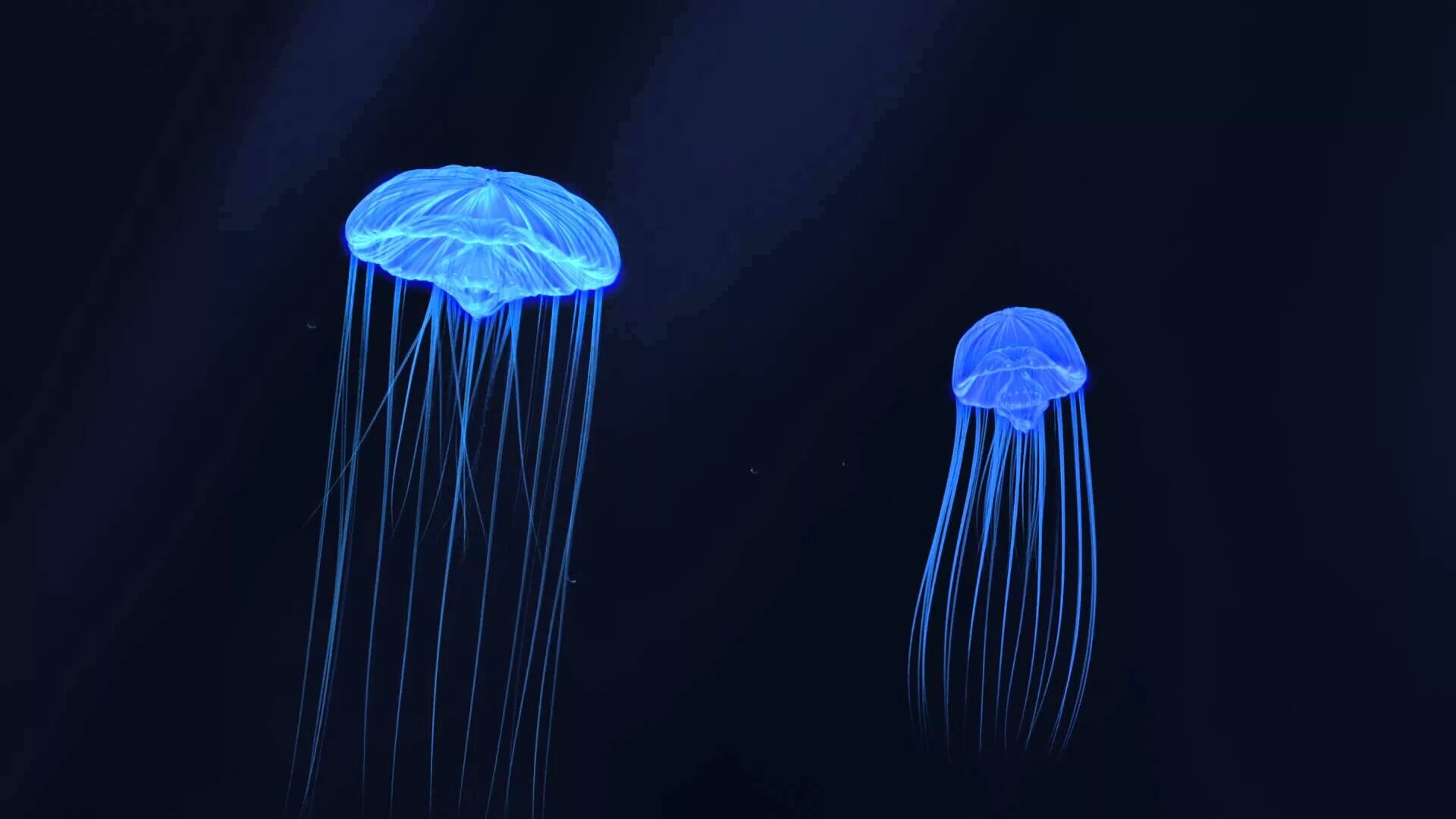 Bluetooth колонка медуза. Гидроидные медузы. turritopsis dohrnii. бессмертная медуза turritopsis nutricula. phialella zappai.