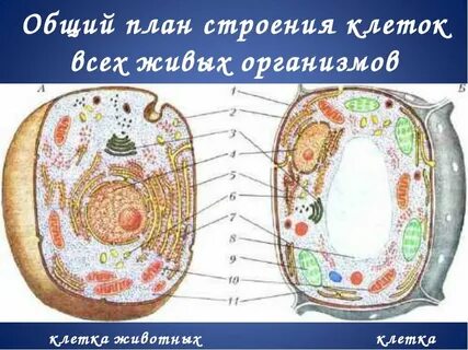 Нарисовать животную клетку и подписать