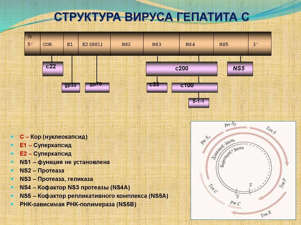 Гепатит с ns4 ns5. Гепатиты Core ,ns3 ,ns4,ns5 положительный. Ns3 ns4 ns5 гепатит с расшифровка. Ns3 (вирус гепатита c). Hcv ns