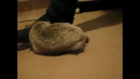Нога коля