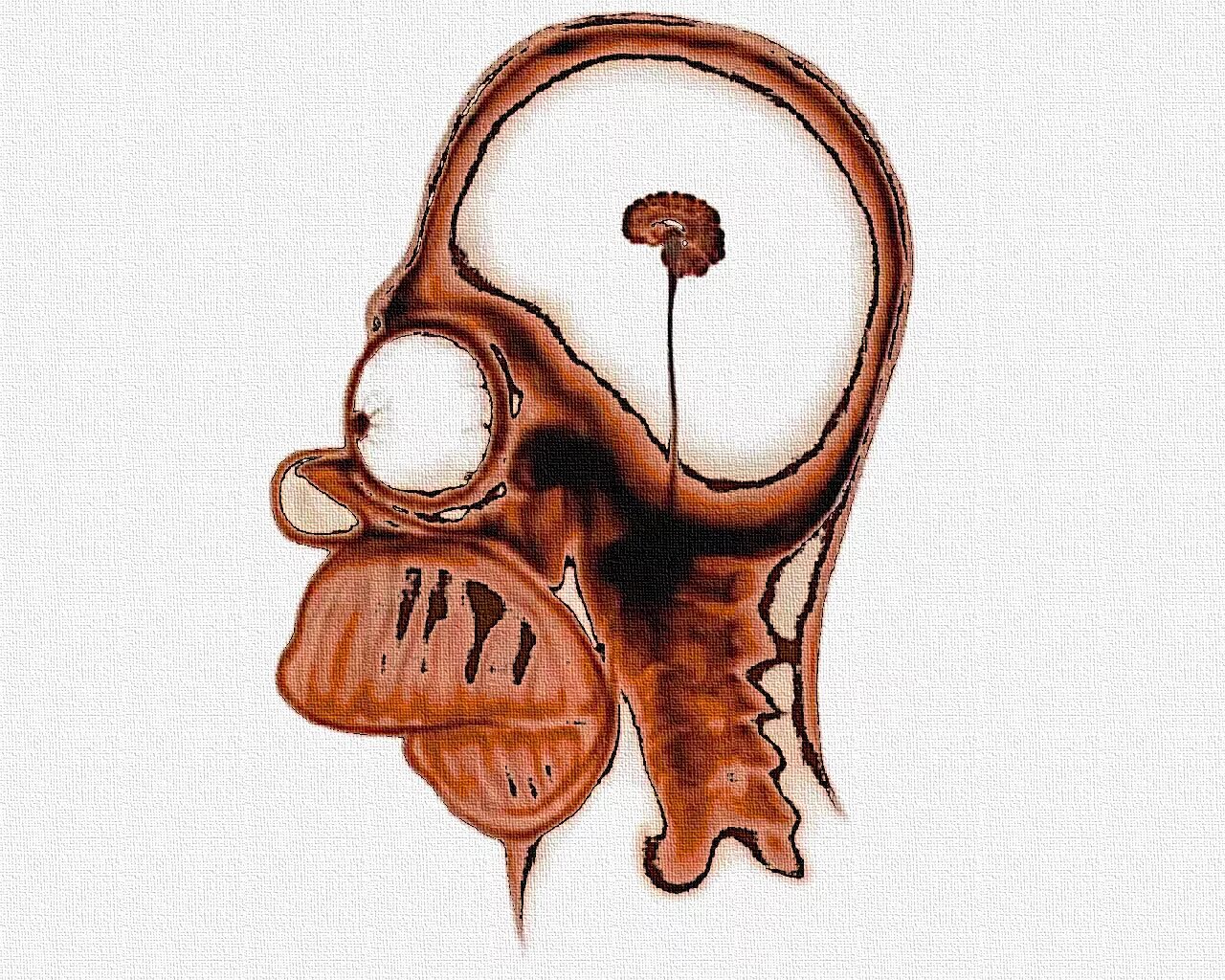 Пустой мозг. Мозг Гомера Симпсона рентген. Маленький мозг. Пустая голова. Мозг с горошину.