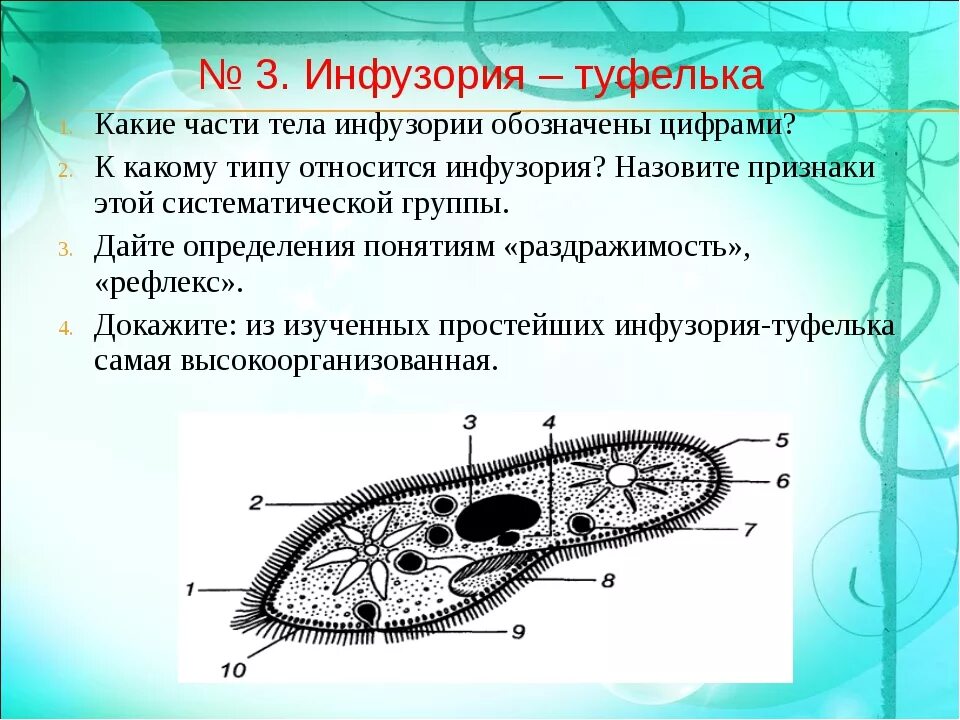 Инфузория туфелька 7 класс биология. Ядерный аппарат инфузории. Реснички инфузории туфельки строение. Строение инфузории туфельки. Инфузория туфелька какой органоид