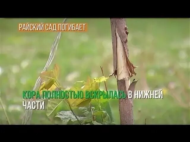 Гибнущий сад и несостоявшаяся даже. Гибнущий сад и несостоявшаяся даже