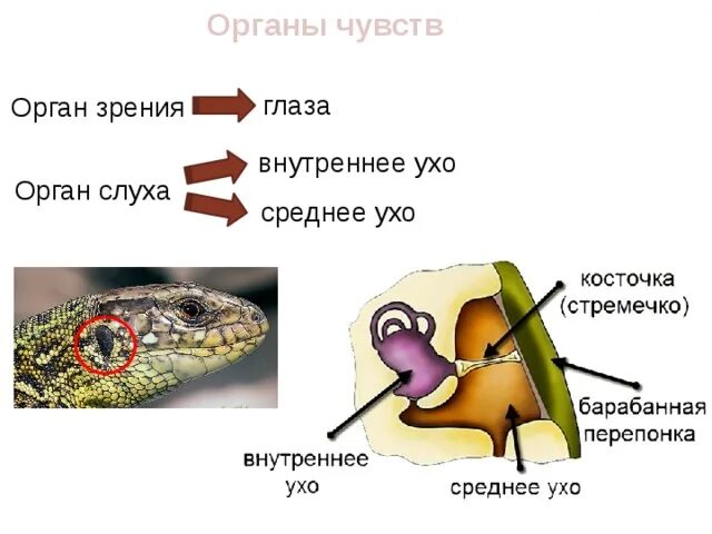 Органы слуха рептилий строение. Пресмыкающиеся строение уха. Орган слуха пресмыкающихся. Строение органа слуха земноводных.