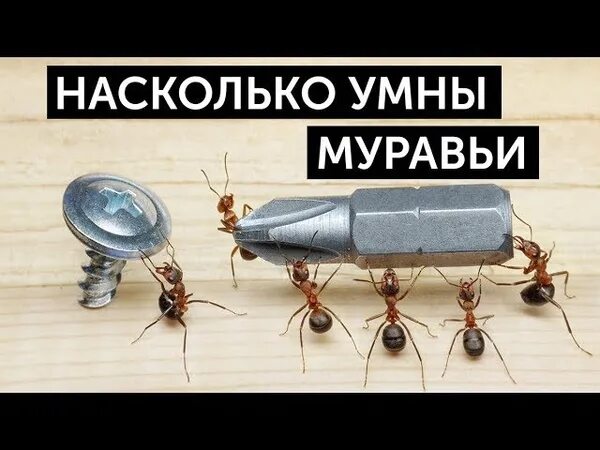 Умный муравей. Коллективный разум муравьев. Насколько умны муравьи. Мозг муравья. Несмотря на муравьиную склонность объединять свои