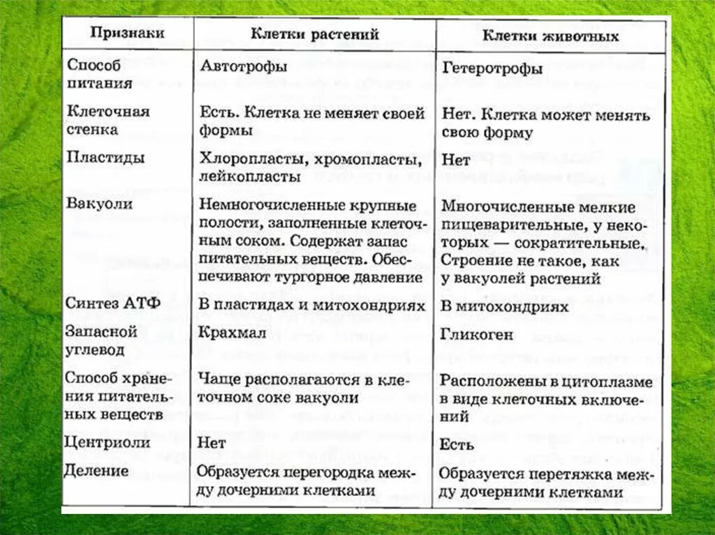 Растительной клетки кратко. Строение и функции животной и растительной клетки таблица. Функции органоидов растительной клетки 6 класс биология. Органоиды клетки растительная и животная и их функции и строение. Строение и функции растительной и животной клетки.