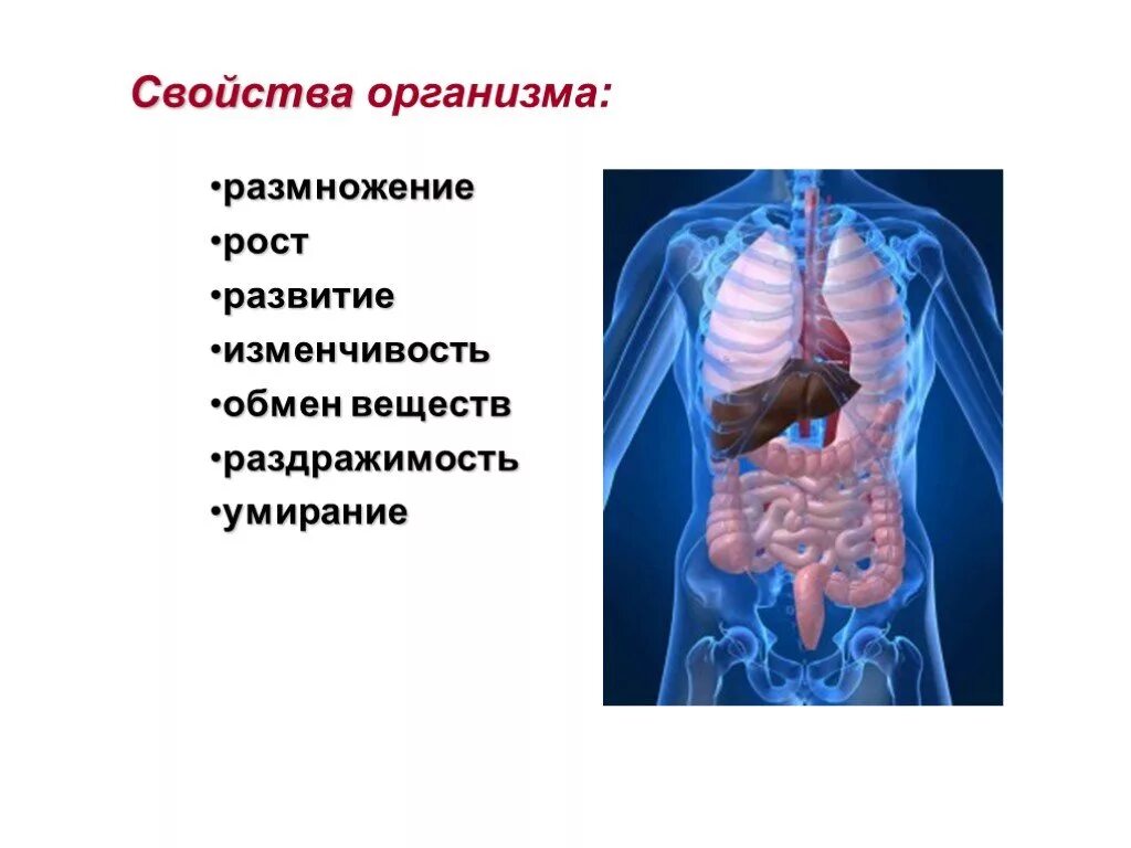 Характеристика органа человека. Свойства организмов. Свойства тела человека. Характеристики организма человека. Понятие об органе и системе органов.