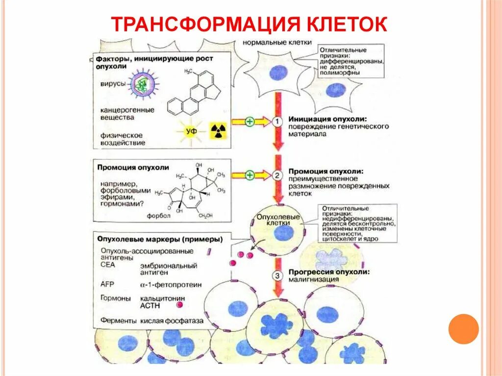 Трансформация клеток. Деление раковой клетки схема. опухолевые клетки схема. превращение клеток канцерогенез.