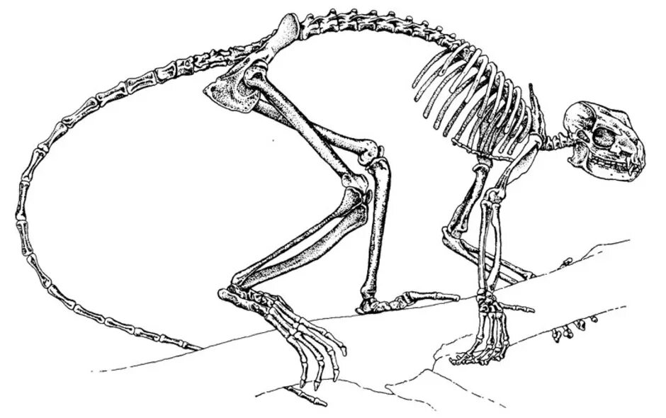 Обезьяна скелет анатомия. Синапсиды скелеты. Скелет млекопитающих. Скелет примата.