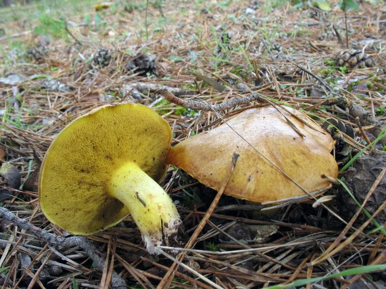 Suillus collinitus. Масленок рыжий неокольцованный. Пластинчатый масленок гриб. Трубчатые грибы масленок. Нижняя сторона шляпки гриба