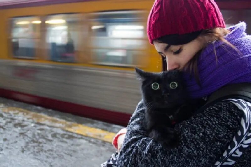 Кошка в поезде. Кот в электричке. Котик едет в поезде. Железнодорожные коты.