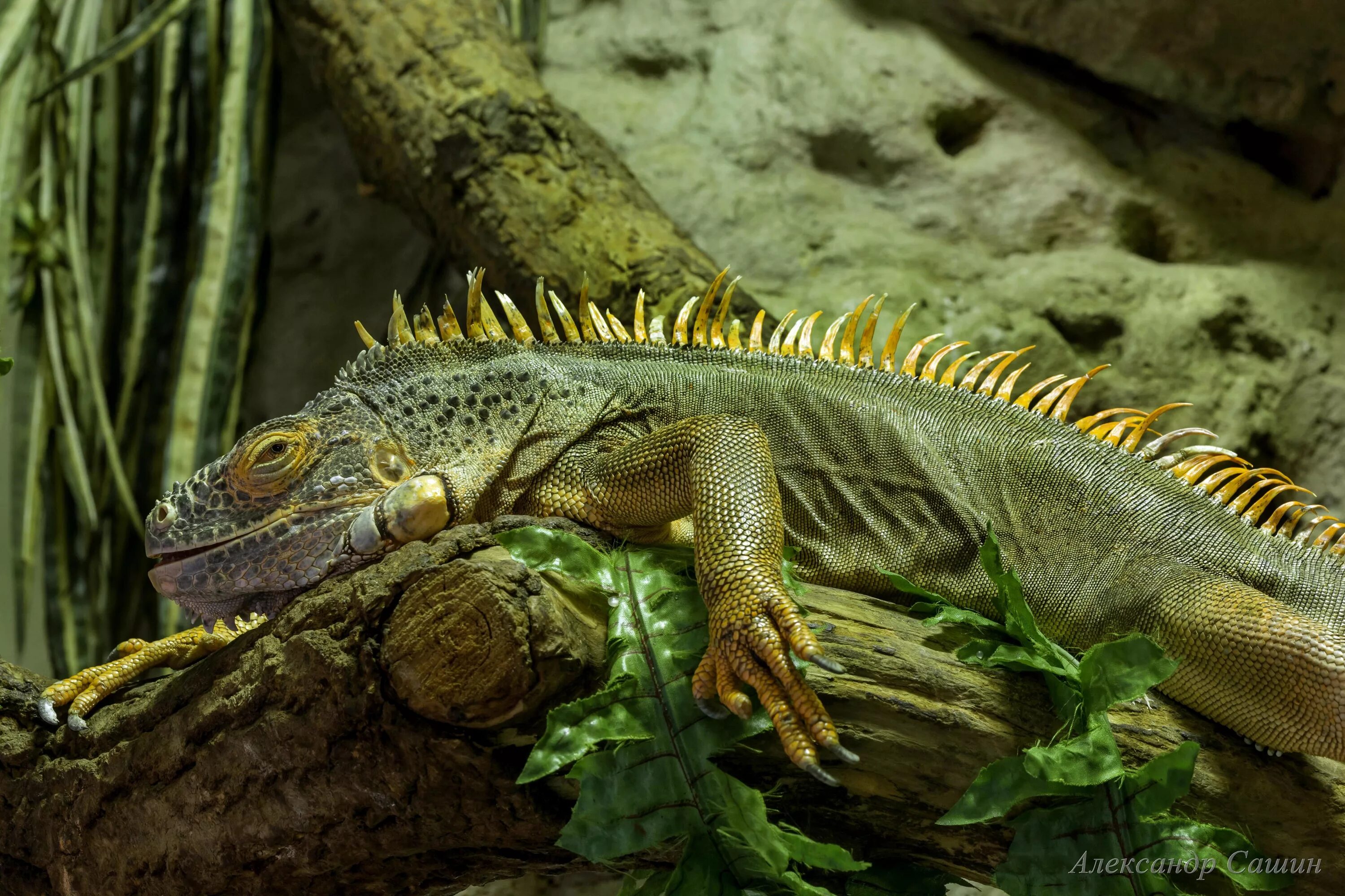 Где найти игуану. Игуана зеленая обыкновенная. Игуана обыкновенная ( Iguana Iguana). Южная Америка зеленая игуана. Мадагаскарская игуана обыкновенная.