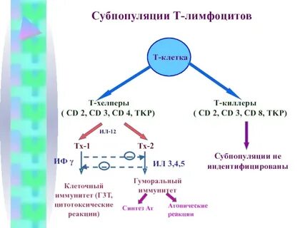 Лимфоциты киллеры и хелперы