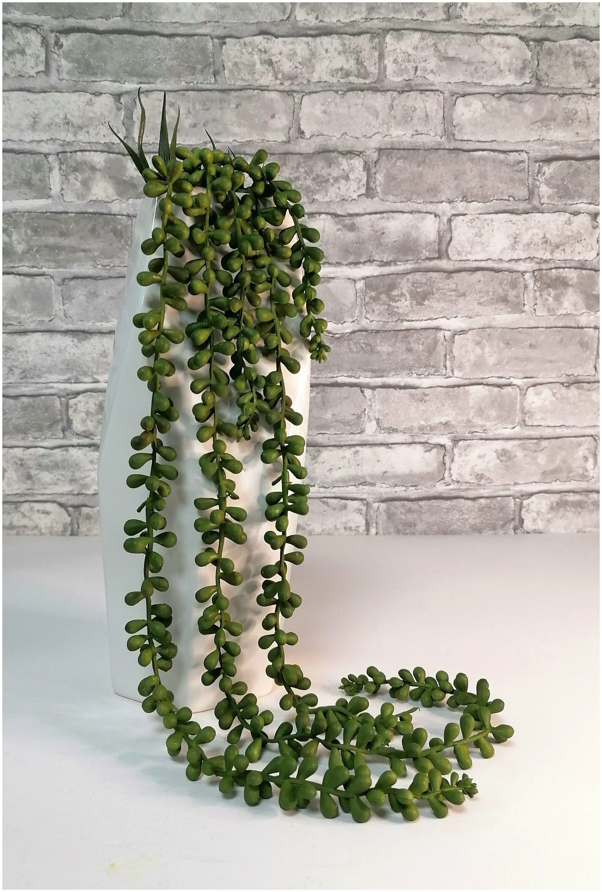 ампельные суккуленты. крестовник (сенецио) роули. суккулент ампельный фото. суккулент ампельный фото. дисхидия ампельная.