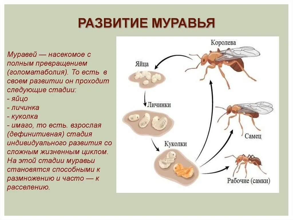 Какой тип развития характерен для муравья