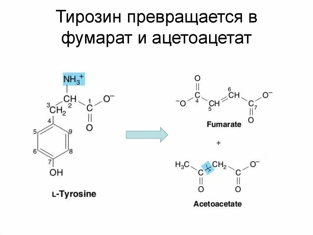 Тирозин аминокислота. Тирозин структурная формула. Тирозин аминокислота формула. Тирозин строение аминокислоты.