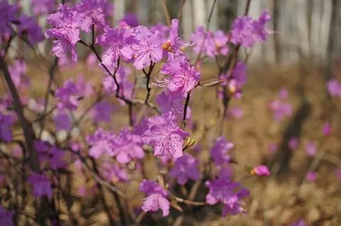 Чит багульник