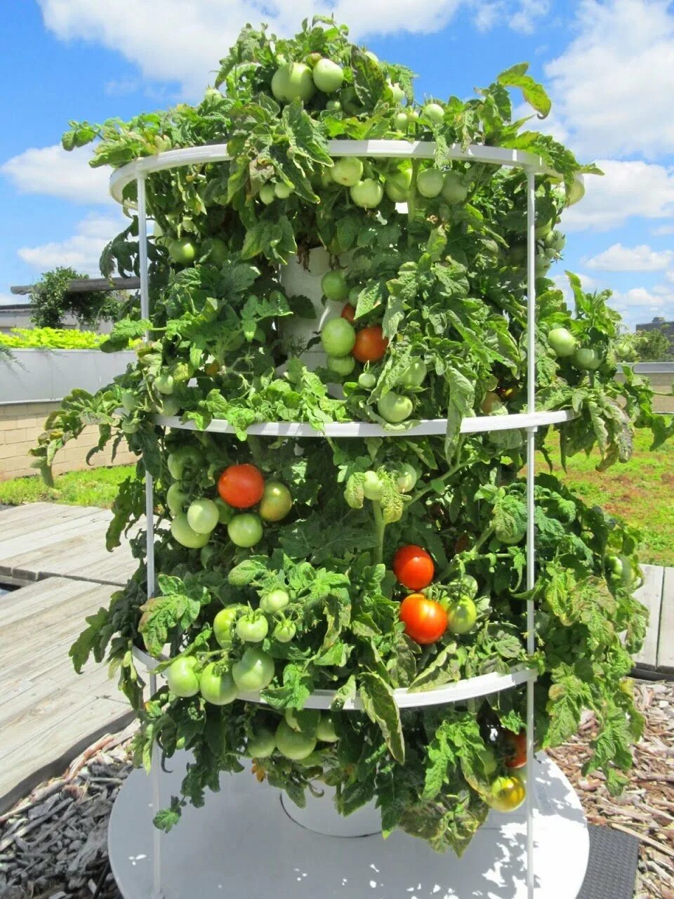 Помидоры в теплице. Подвязка помидор индетерминантные. Способы выращивания томатов. Способы выращивания томатов. Черри на гидропонике.