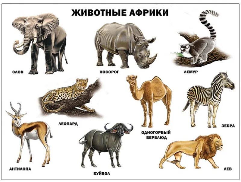 Назови другое животное. Назови другое животное. Африканские животные. Виды млекопитающих. Назови другое животное.