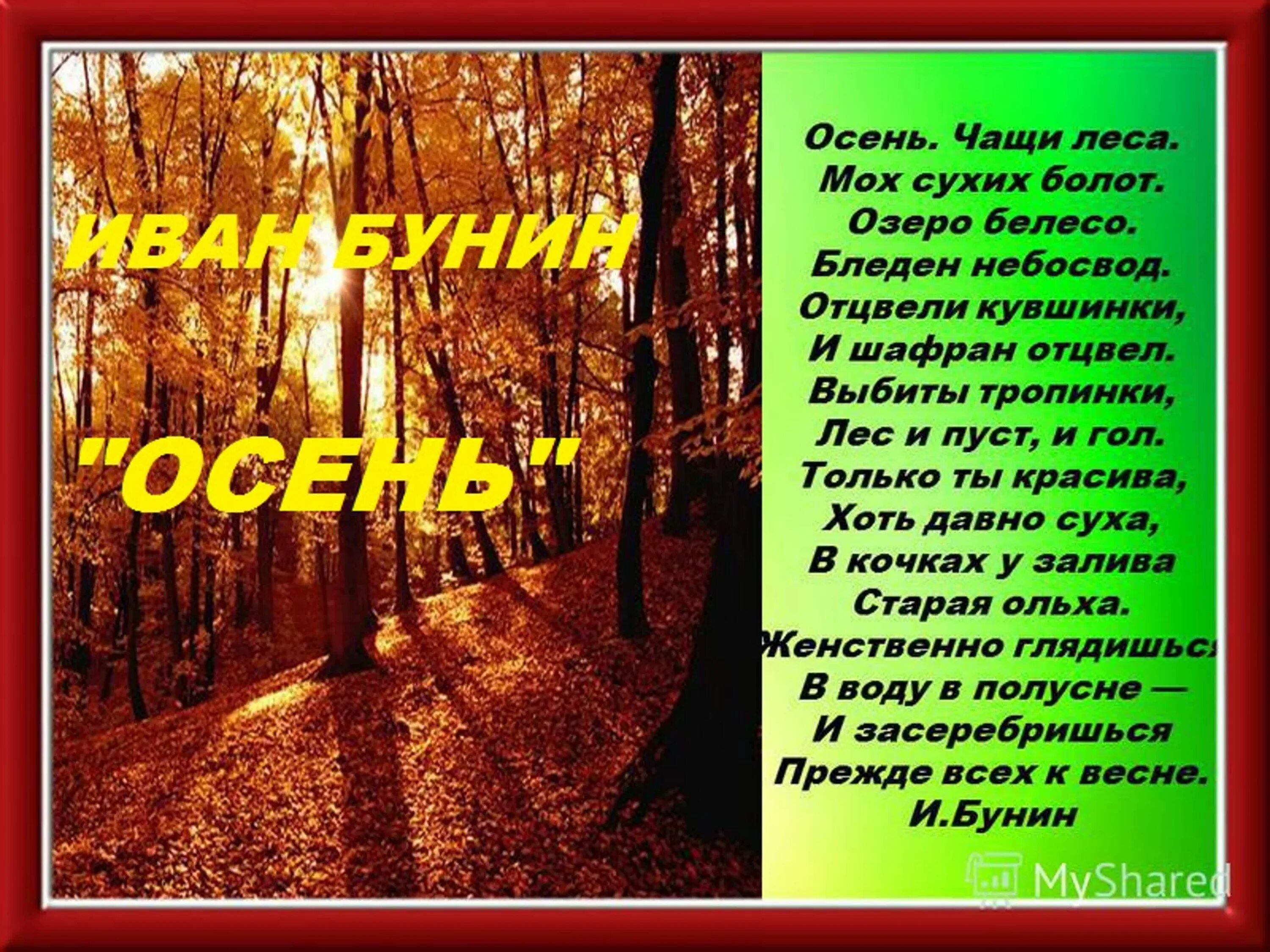 Стихи про осень русских писателей. Осень чащи леса Бунин. Красивые стихи о лесе. Осень стихи классиков.