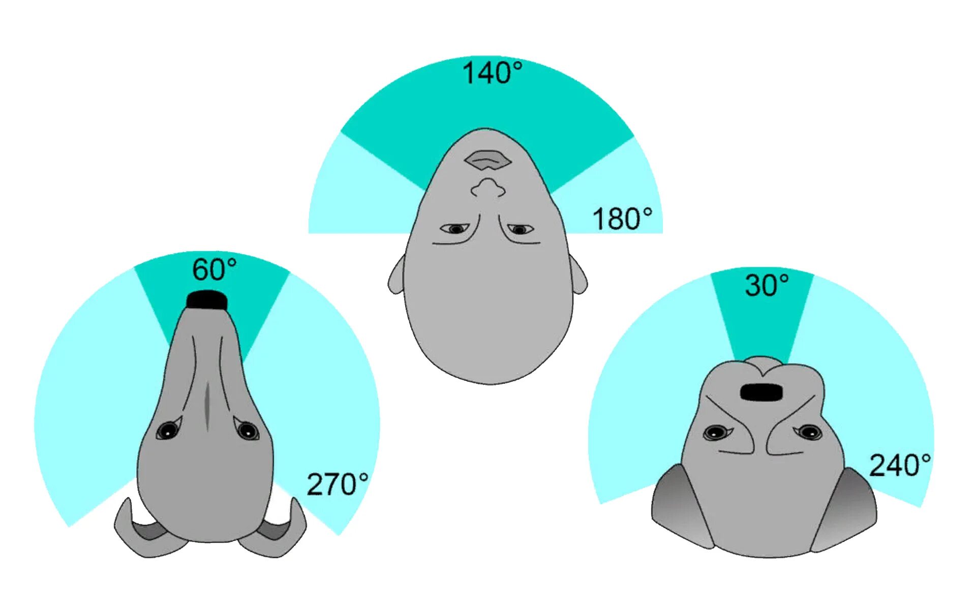 Угол обзора собаки. Поле зрения собаки. Угол зрения у собак. Угол обзора у животных.