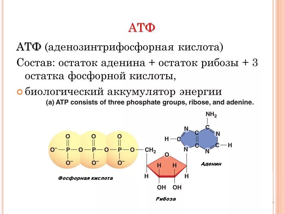 Затрат энергии атф. Химическое строение АТФ. АТФ хим структура. Из чего состоит молекула АТФ. Состав молекулы АТФ.