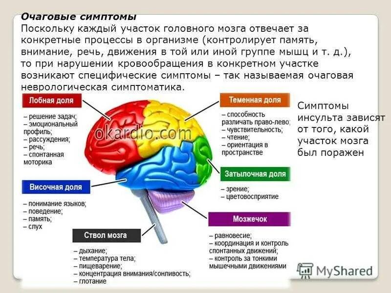 Центр мозга и тела. Части мозга. Участки головного мозга. За что отвечают части мозга. Участки мозга отвечающие.