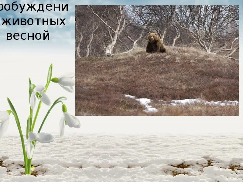Весенние изменения животных. Весеннее пробуждение животных. как животные встречают весну.