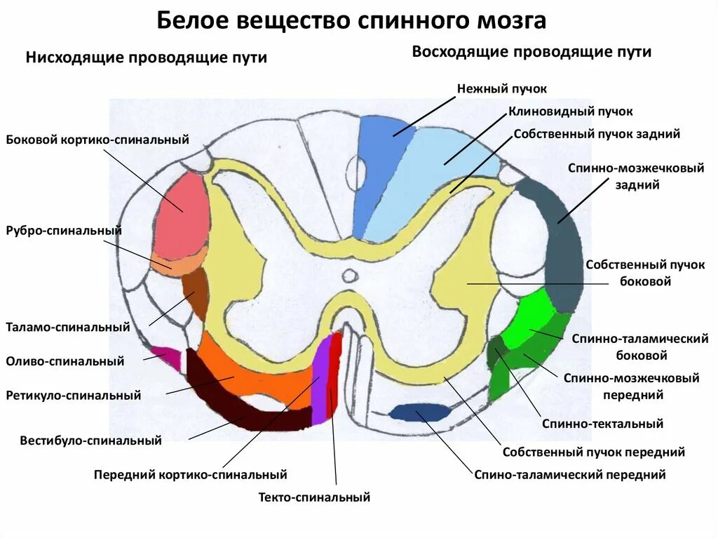 Строение белого вещества спинного мозга анатомия. Схема проводящих путей спинного мозга. Белое вещество спинного мозга анатомия. Проводящие пучки белого вещества спинного мозга.