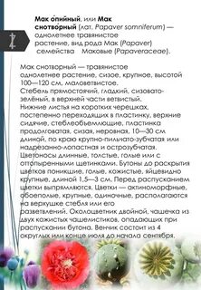 Отличие мака