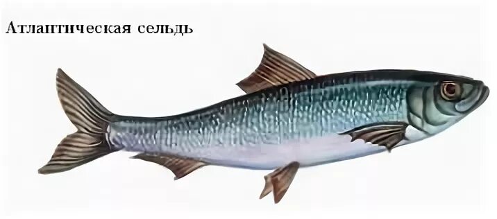 Где водится рыба сельдь
