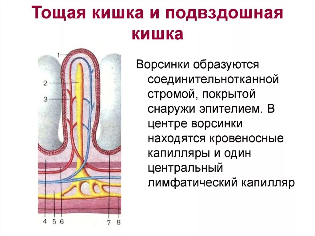 Подвздошная кишка. Строение ворсинки тощей кишки. Тощая кишка строение и функции. Тощая и подвздошная кишка строение. Тощая и подвздошная кишка строение и функции таблица.