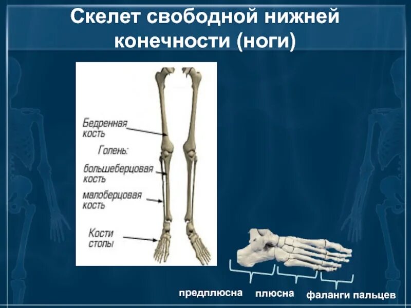 Скелет свободной нижннйконнчности. Кости нижней конечности. Кости свободной нижней конечности. Скелет нижних конечностей.